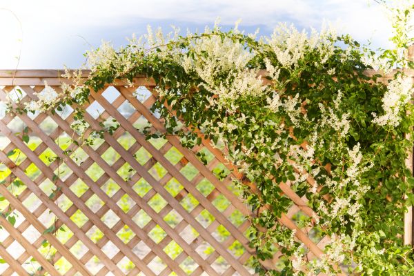Cost of Lattice Repair in Greeley