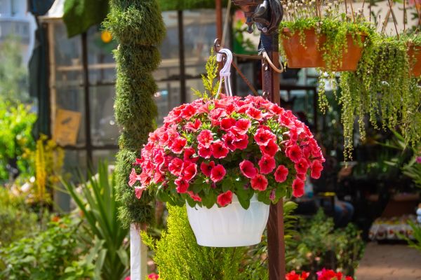 Cost of Hanging Planter Installation in Greeley