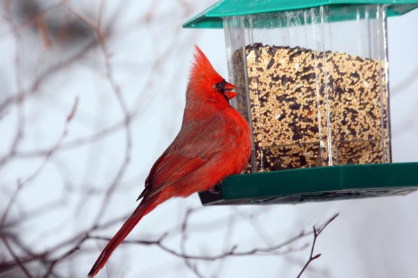 Cost of Bird Feeder Hanging in Greeley